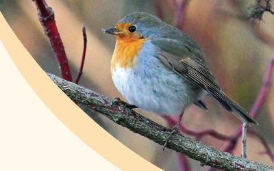 The impact of global warming on the birds of Poland and Europe