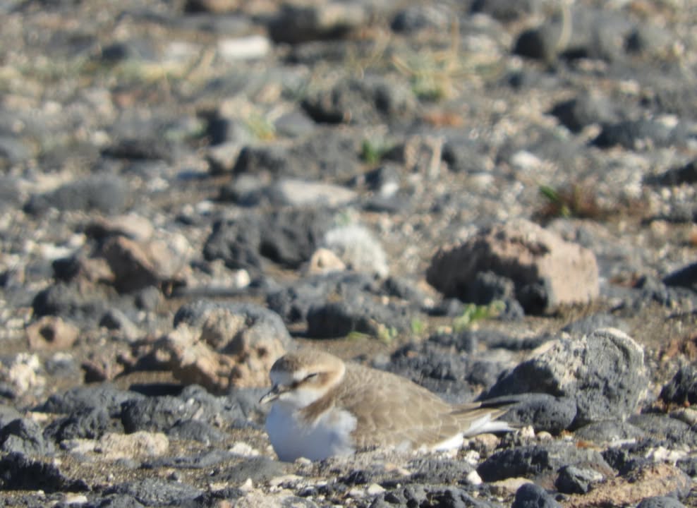 Desert Watch Lanzarote