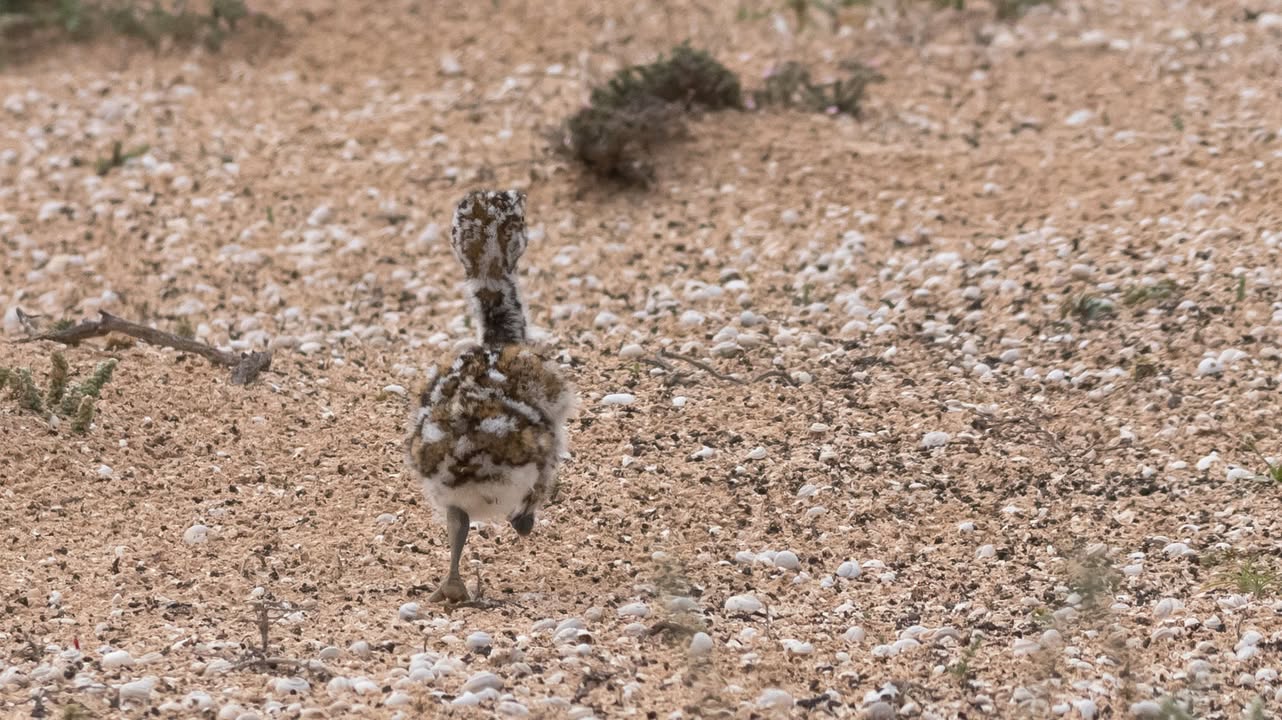 Desert Watch Lanzarote
