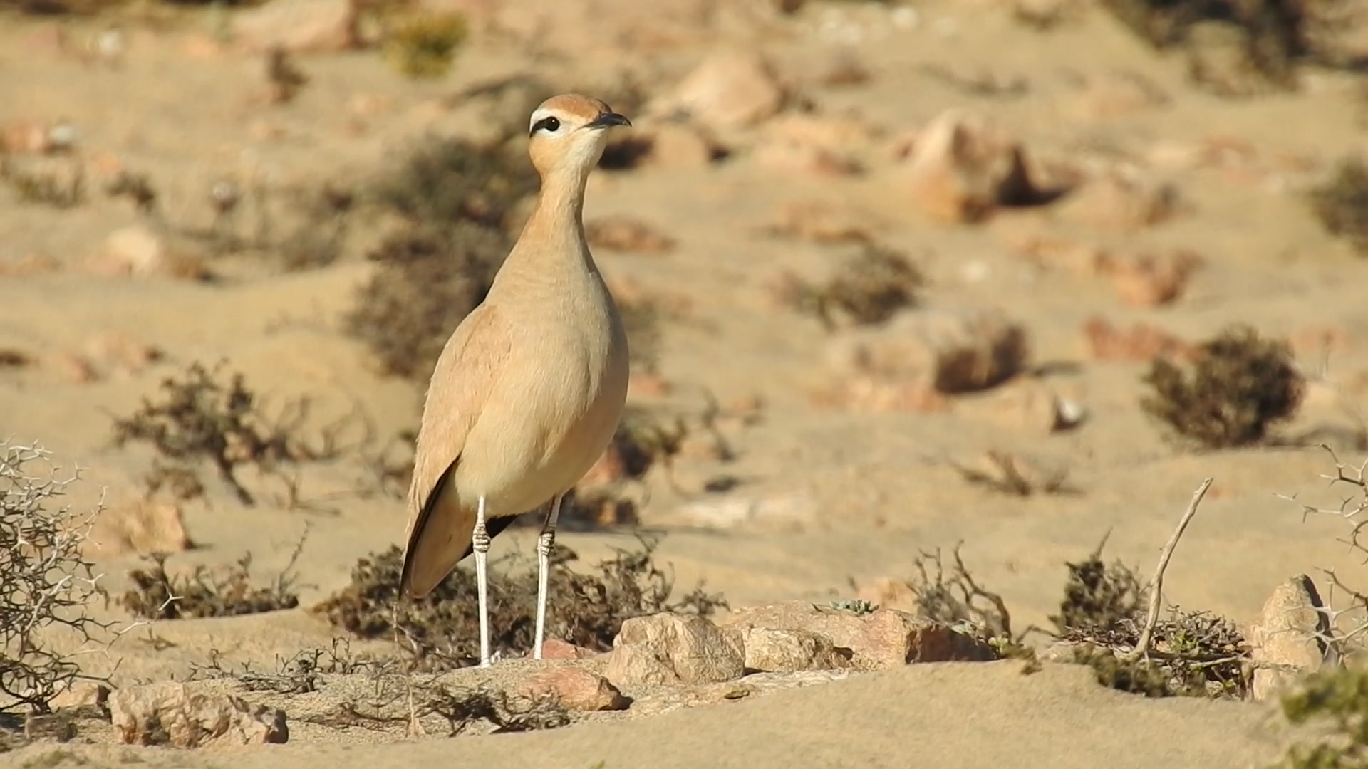 Desert Watch Lanzarote