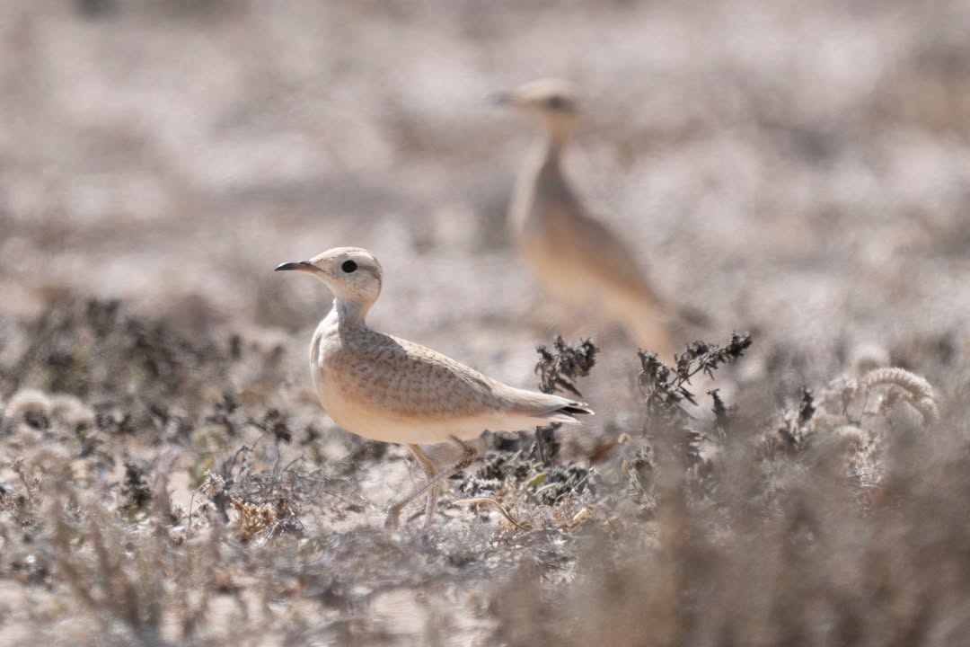Desert Watch Lanzarote