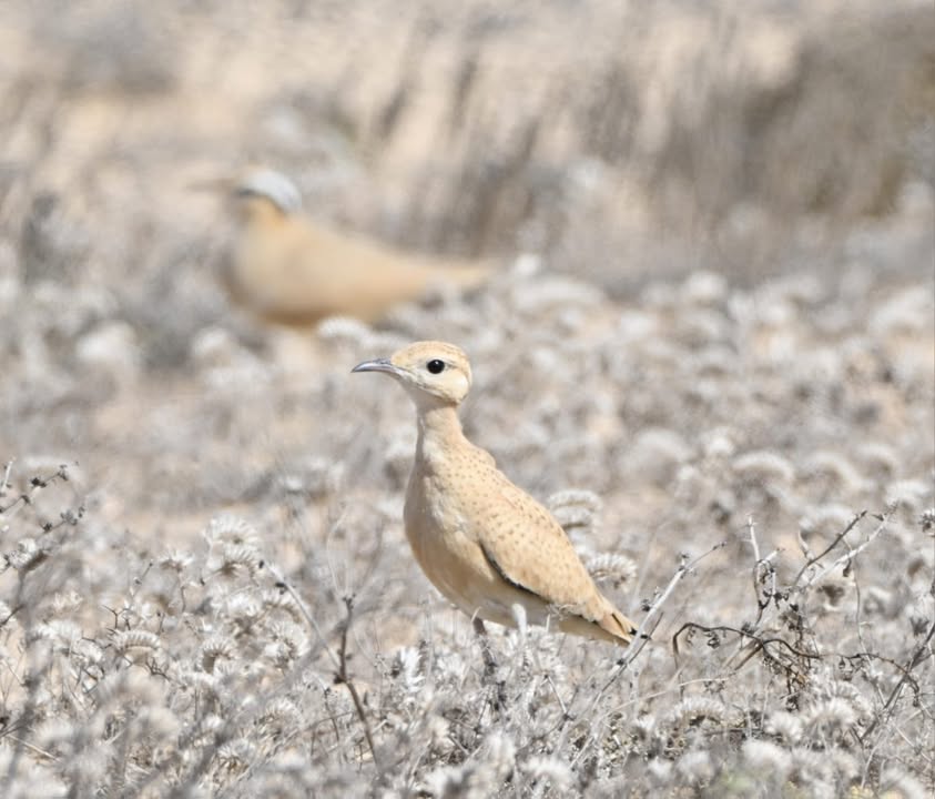Desert Watch Lanzarote