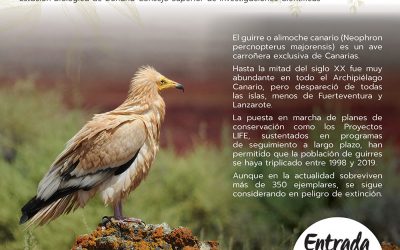 La conservación del Guirre en Canarias, situación actual y perspectivas de futuro